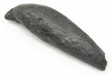4.75" Fossil Sperm Whale (Scaldicetus) Tooth - South Carolina - #198784-1